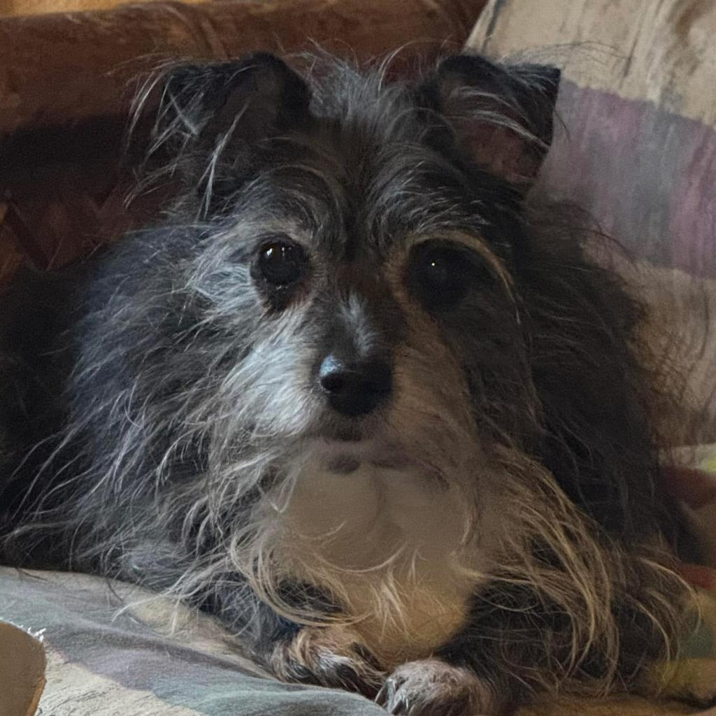 Enlarge Kakashi East #6, a Adoptable Terrier in Allen, TX image 4/6