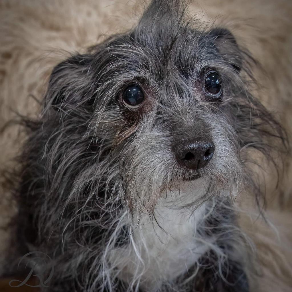 Enlarge Kakashi East #6, a Adoptable Terrier in Allen, TX image 5/6