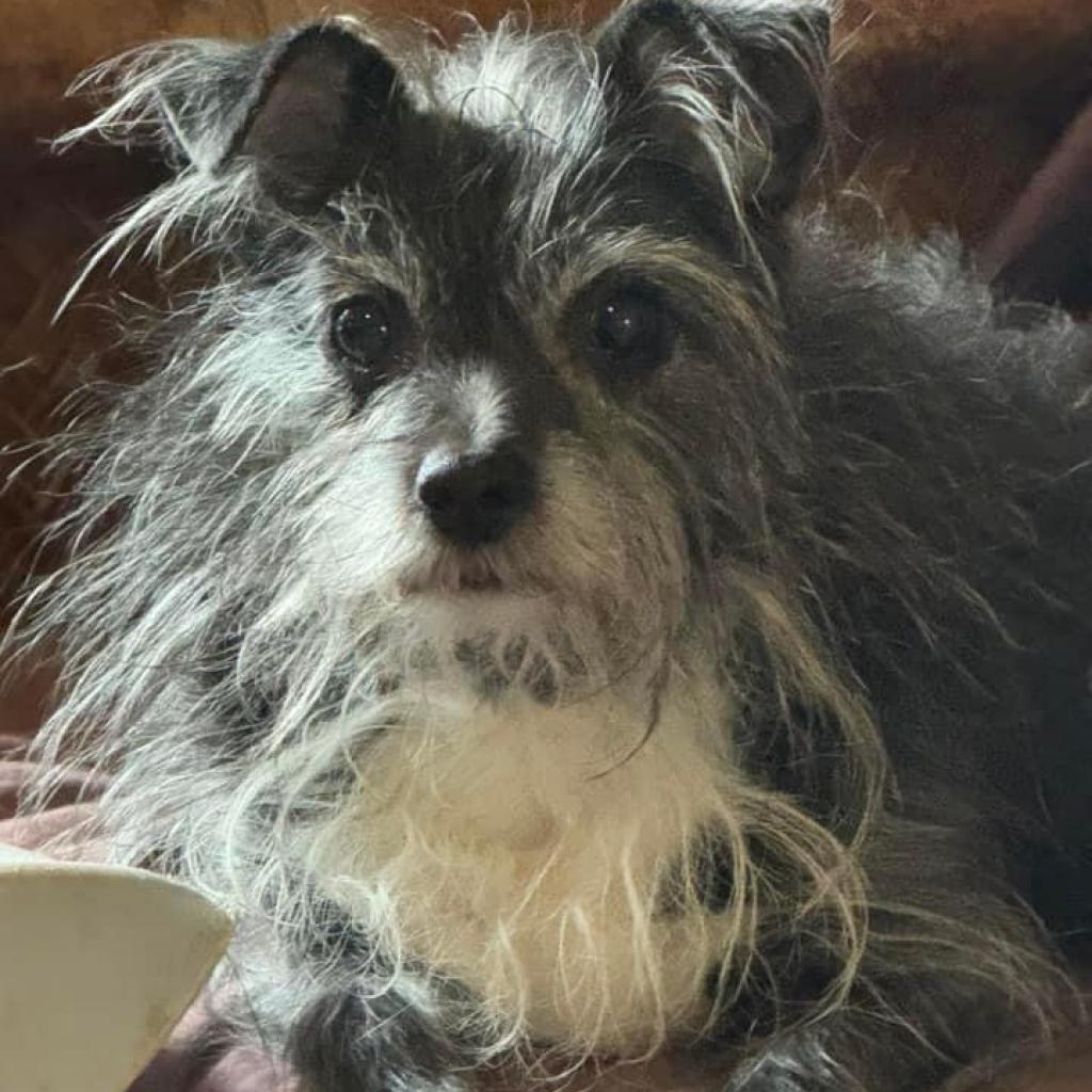 Enlarge Kakashi East #6, a Adoptable Terrier in Allen, TX image 6/6