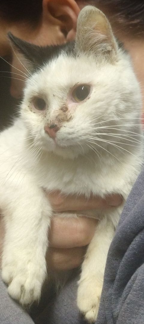 Spot, a Adoptable mixed breed in Fair Oaks, IN image 3/4