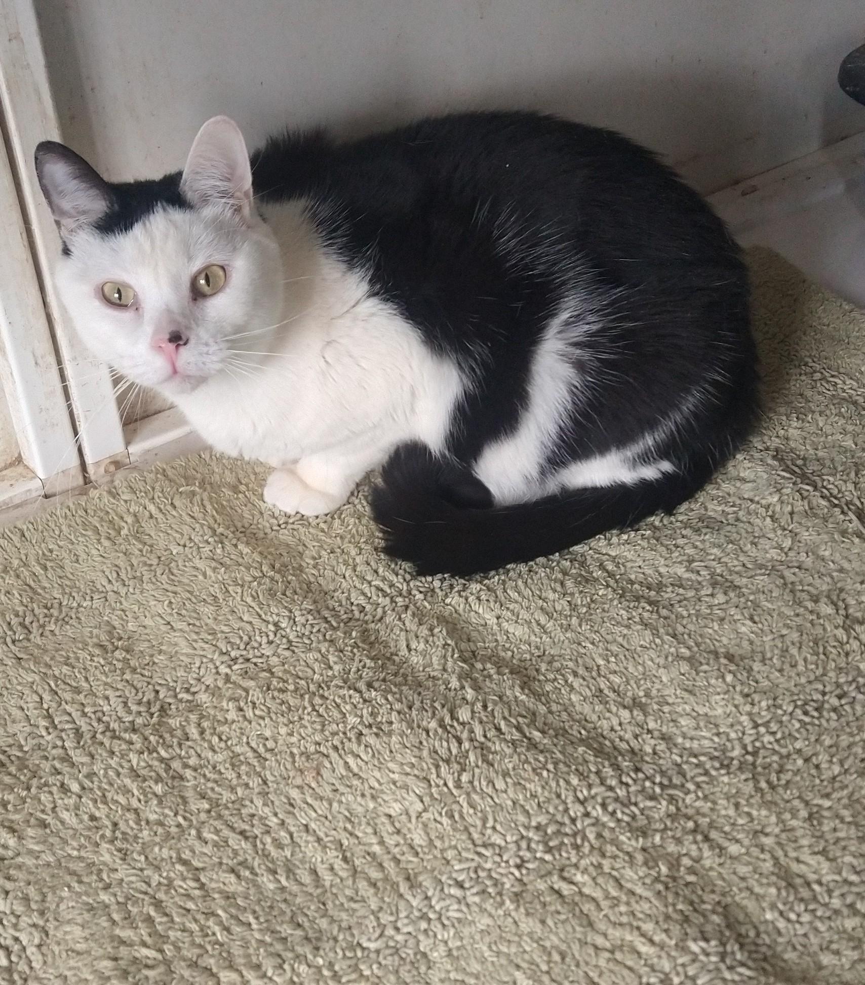 Spot, a Adoptable mixed breed in Fair Oaks, IN image 1/4