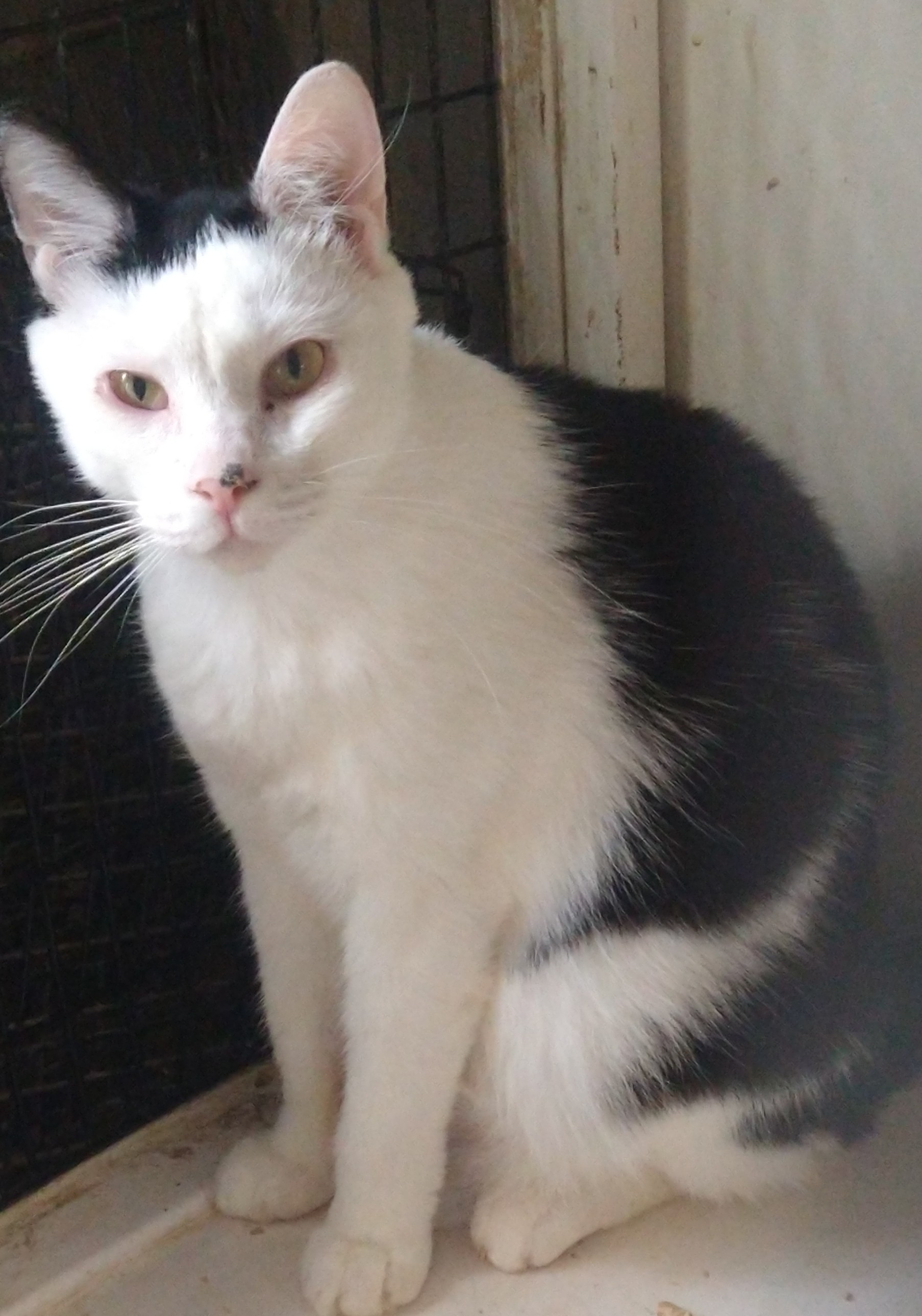 Spot, a Adoptable mixed breed in Fair Oaks, IN image 2/4