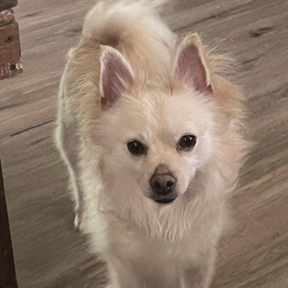Jimothy, adopted, Adult Male Pomeranian.