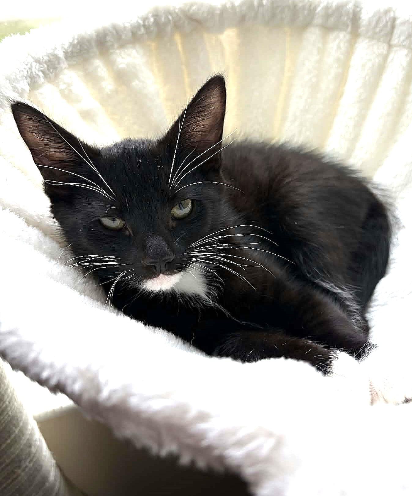 Bert, an adopted Domestic Short Hair in Greenville, NC image 2/6