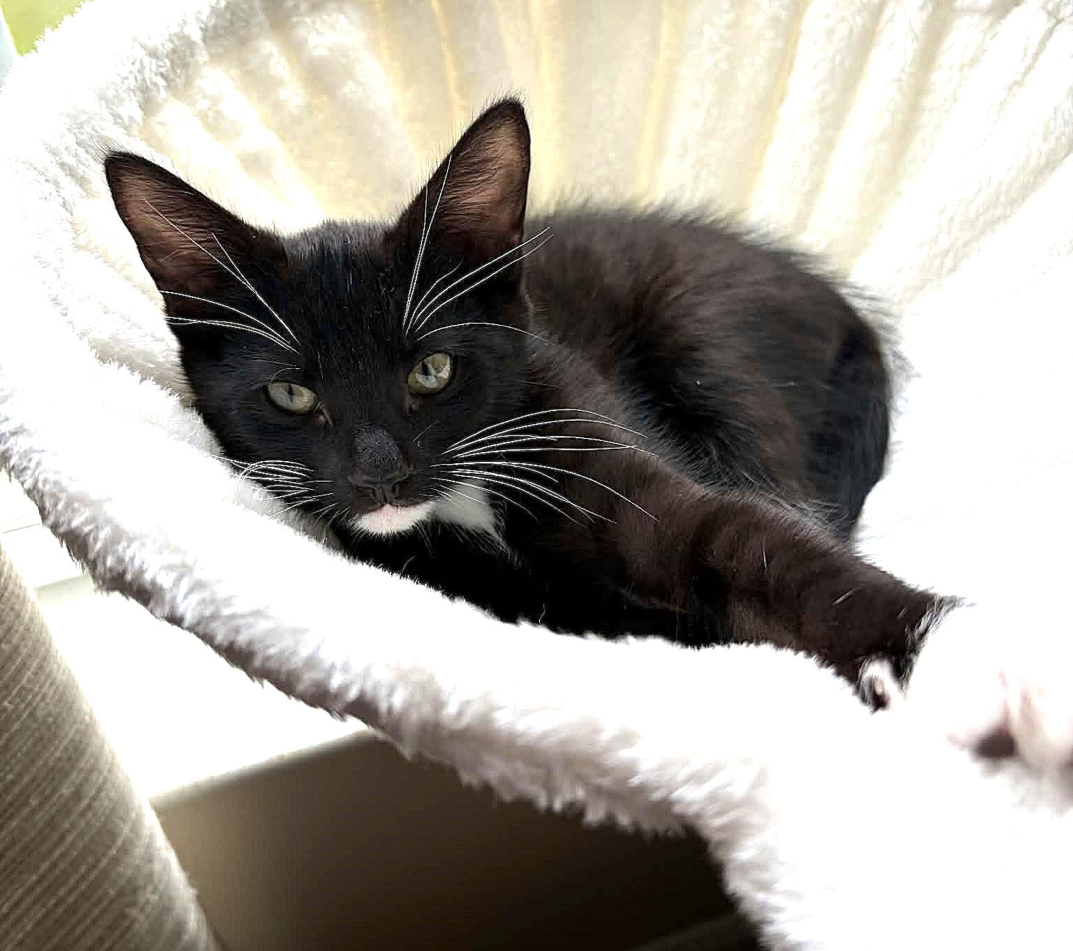 Bert, adopted, Kitten Male Domestic Short Hair.