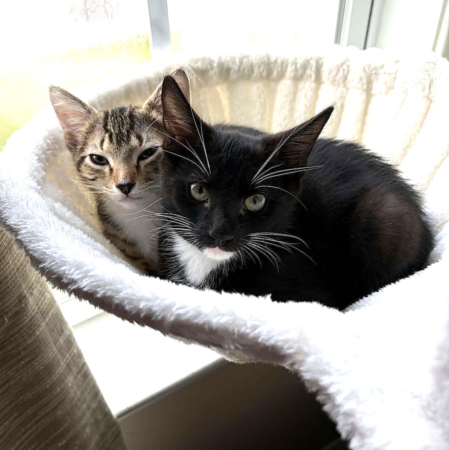 Bert, an adopted Domestic Short Hair in Greenville, NC image 4/6