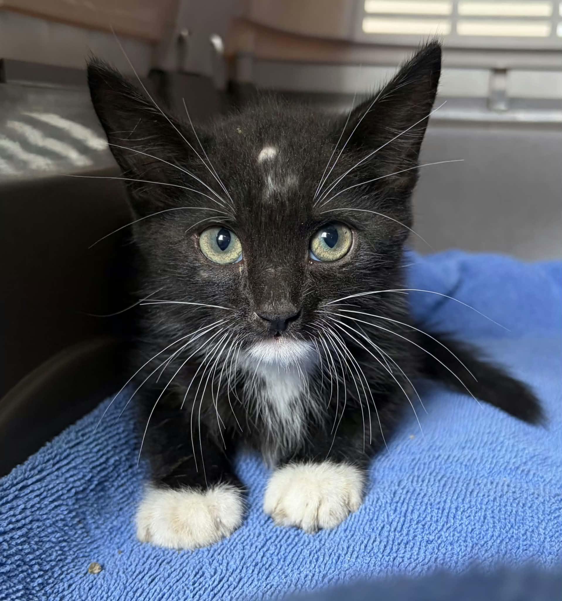 Bert, an adopted Domestic Short Hair in Greenville, NC image 5/6