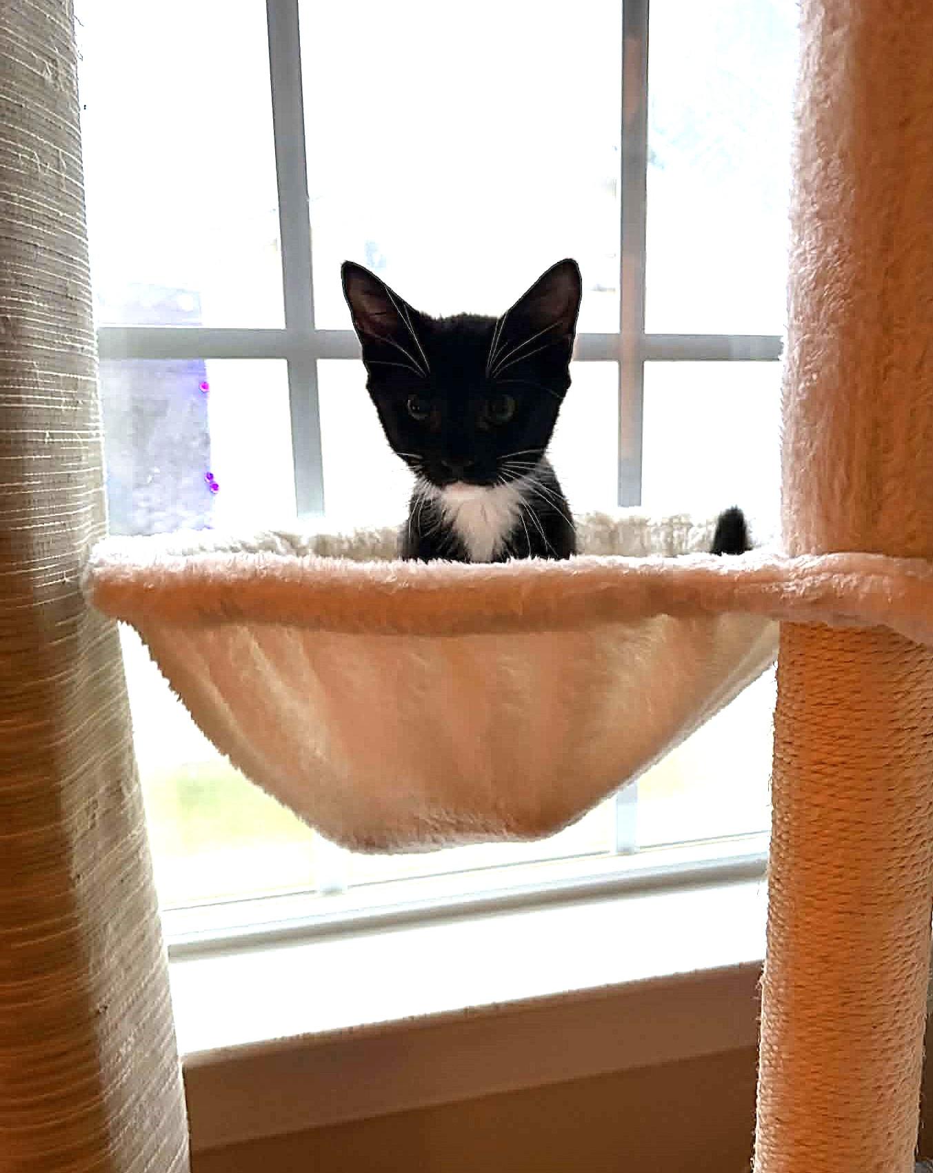 Bert, an adopted Domestic Short Hair in Greenville, NC image 3/6
