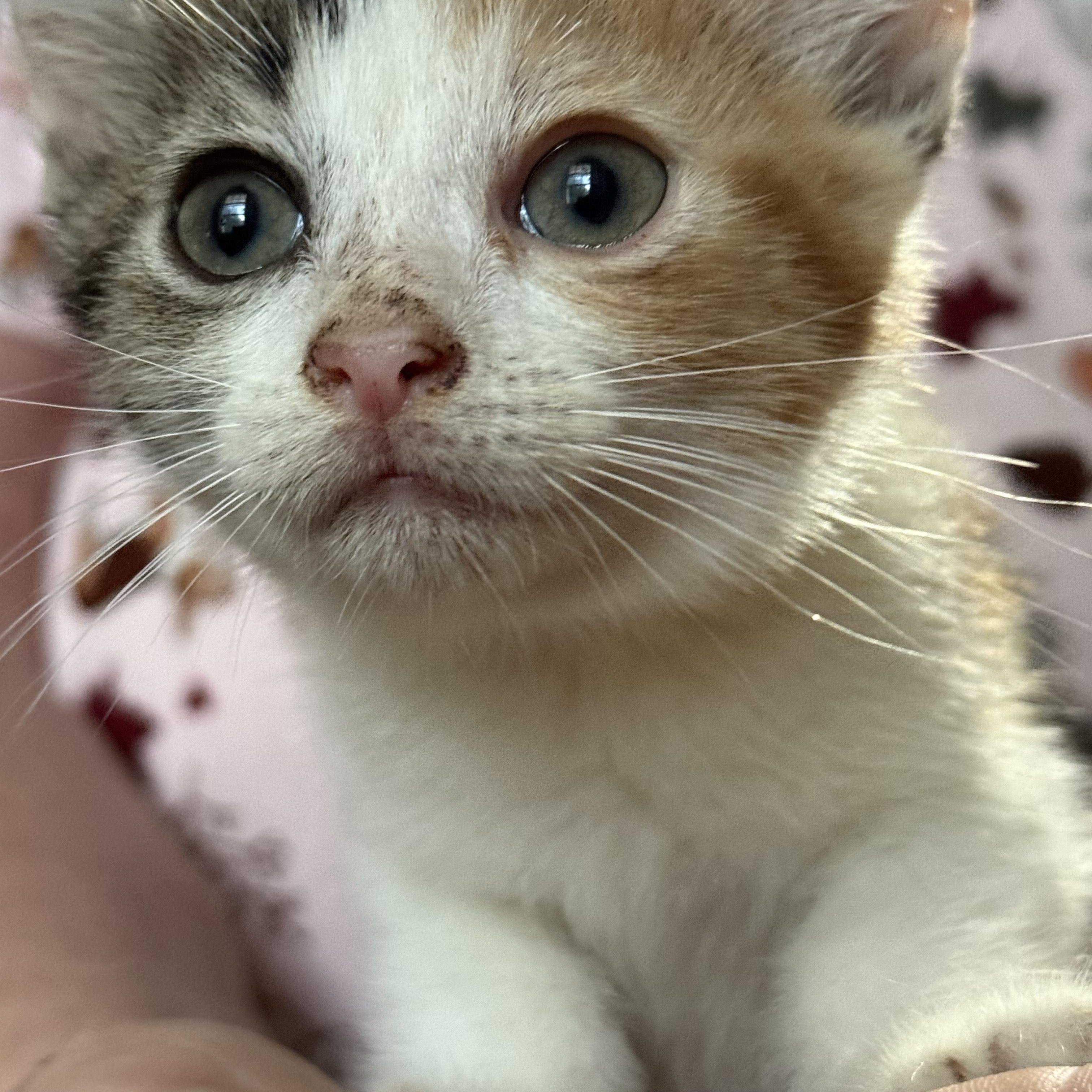 Misty, an adoptable Calico in San Saba, TX, 76877 | Photo Image 1