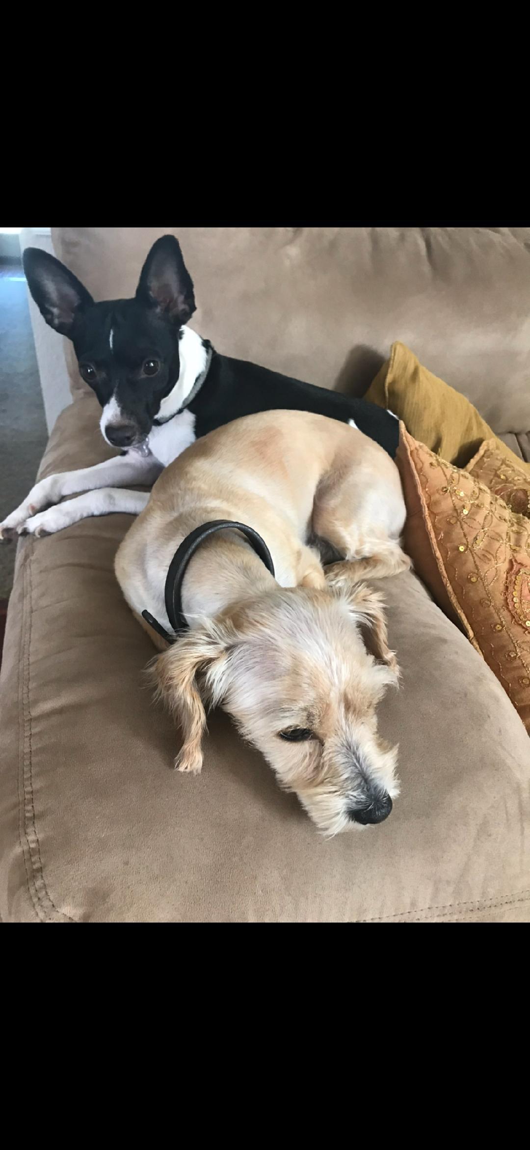 Enlarge Max, a Adoptable mixed breed in Houston, TX image 3/4