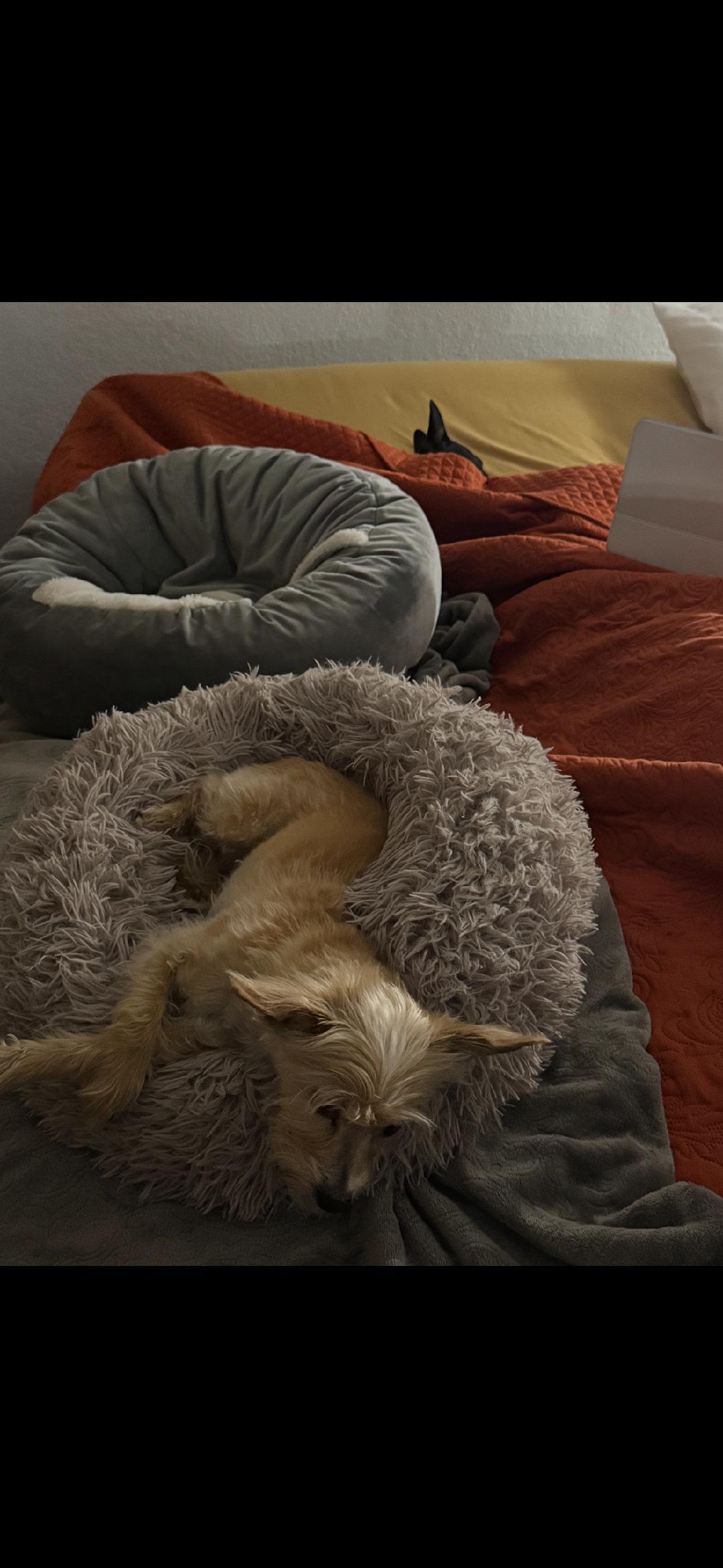 Enlarge Max, a Adoptable mixed breed in Houston, TX image 4/4