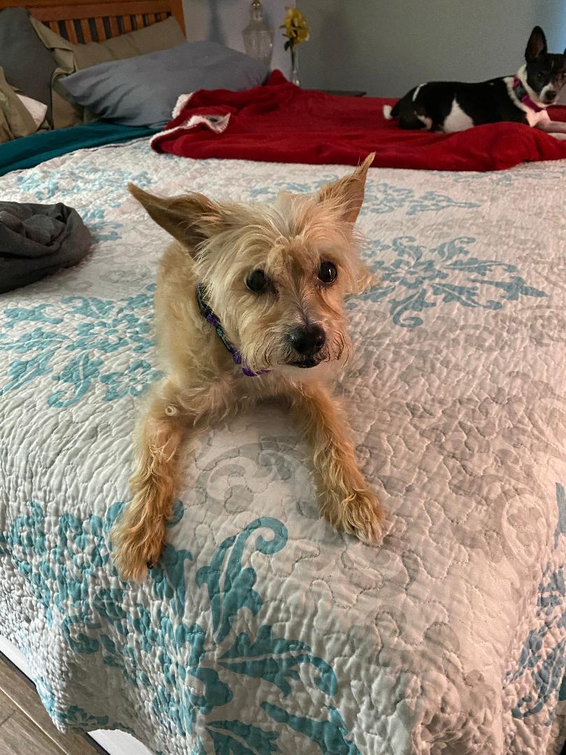 Enlarge Max, a Adoptable mixed breed in Houston, TX image 1/4