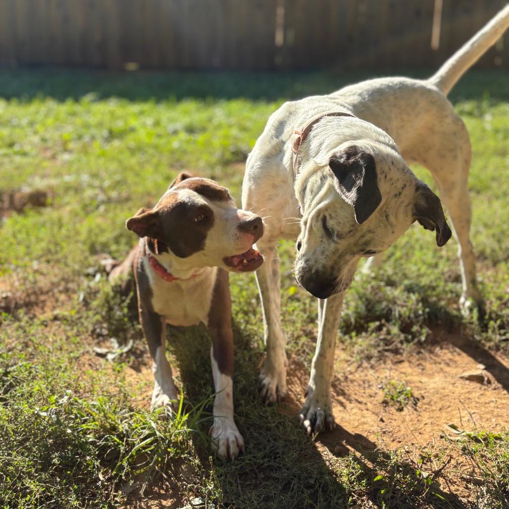 Fancy, a Adoptable mixed breed in Fredericksburg, VA image 1/6