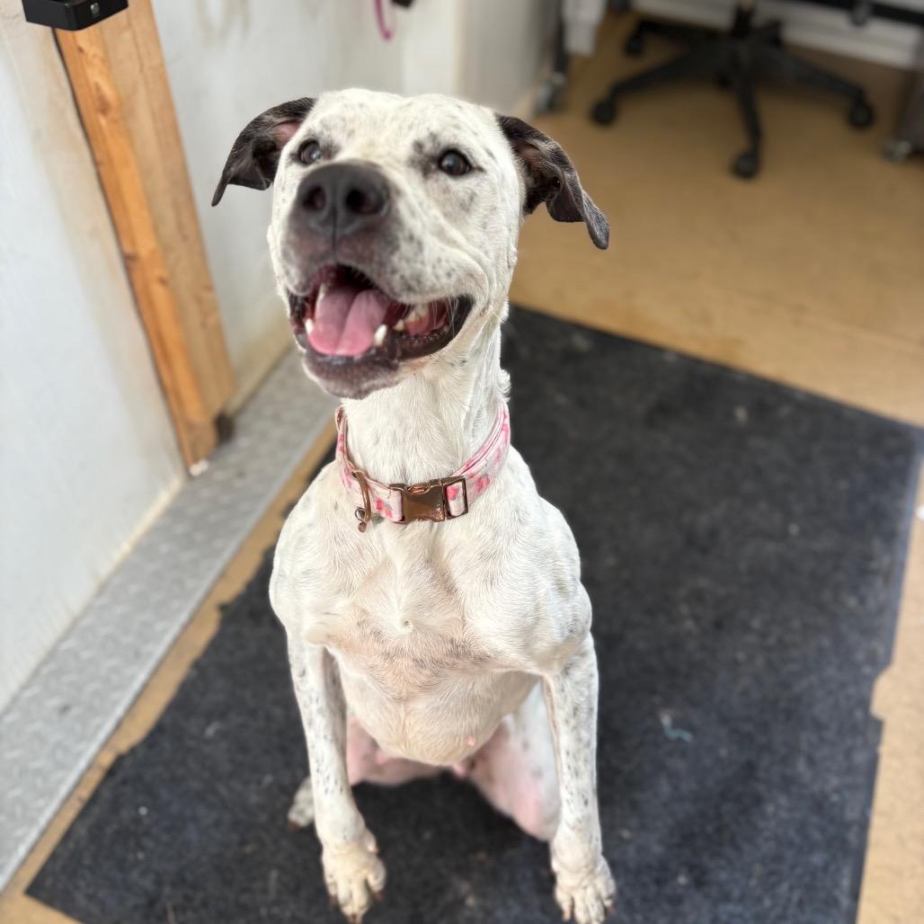 Fancy, a Adoptable mixed breed in Fredericksburg, VA image 2/6