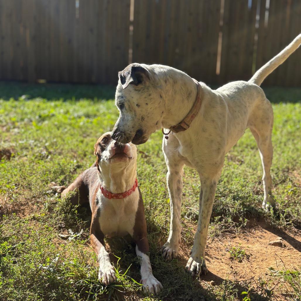 Fancy, a Adoptable mixed breed in Fredericksburg, VA image 3/6