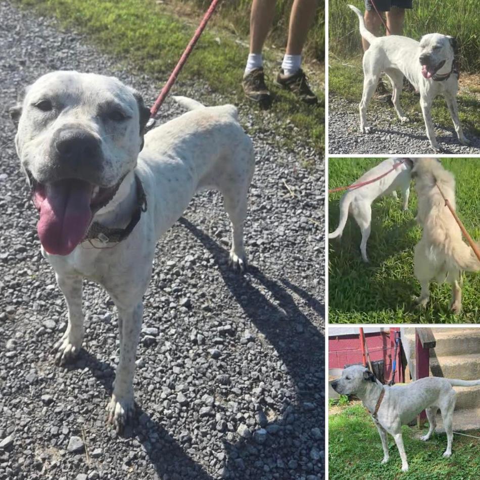 Fancy, a Adoptable mixed breed in Fredericksburg, VA image 4/6