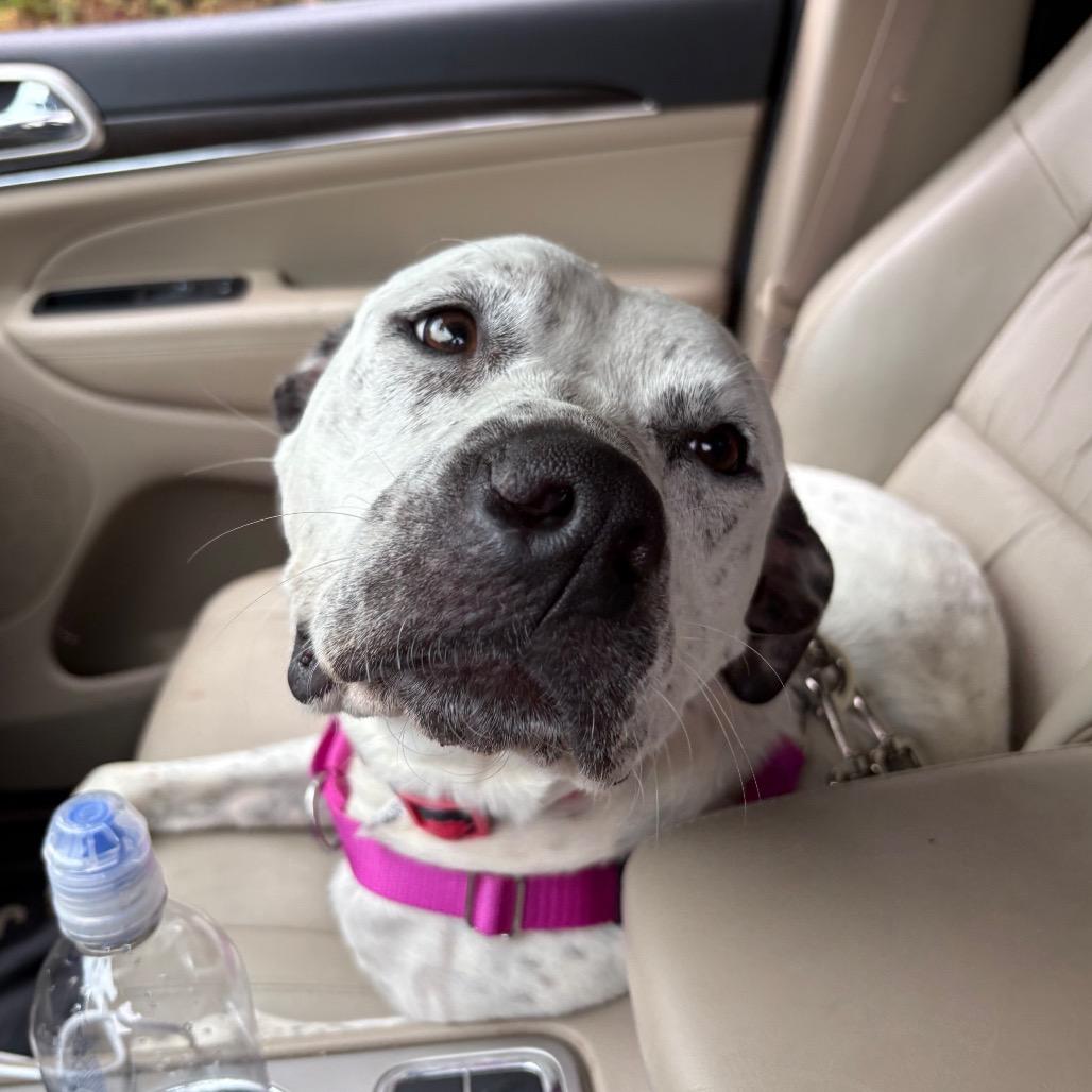 Fancy, a Adoptable mixed breed in Fredericksburg, VA image 5/6