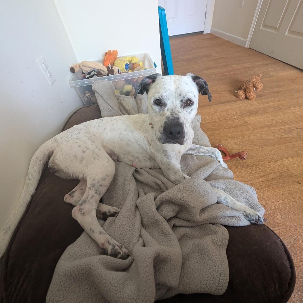 Fancy, a Adoptable mixed breed in Fredericksburg, VA image 6/6