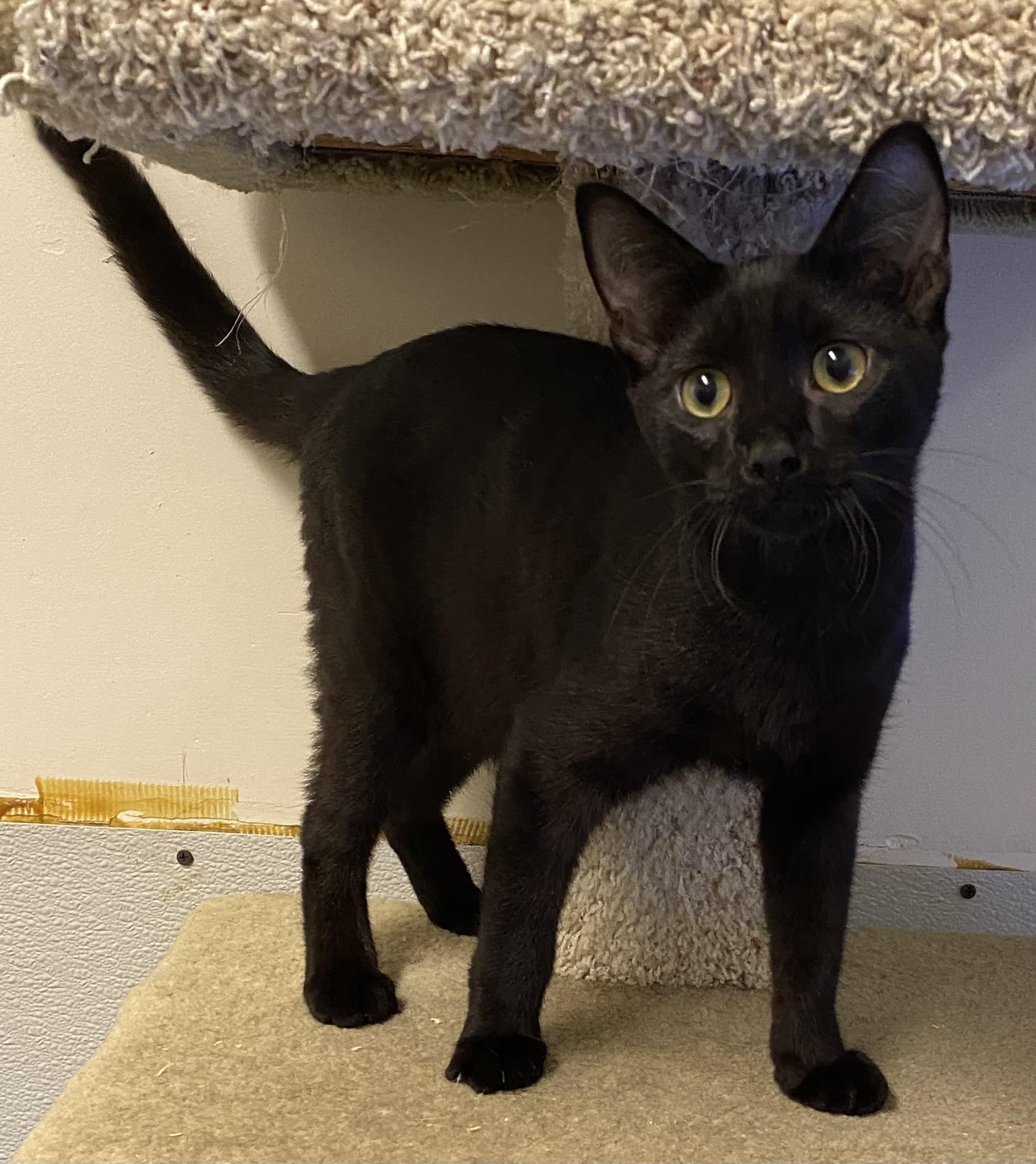 Enlarge Lowell, a Adoptable Domestic Short Hair in Los Angeles, CA image 2/2