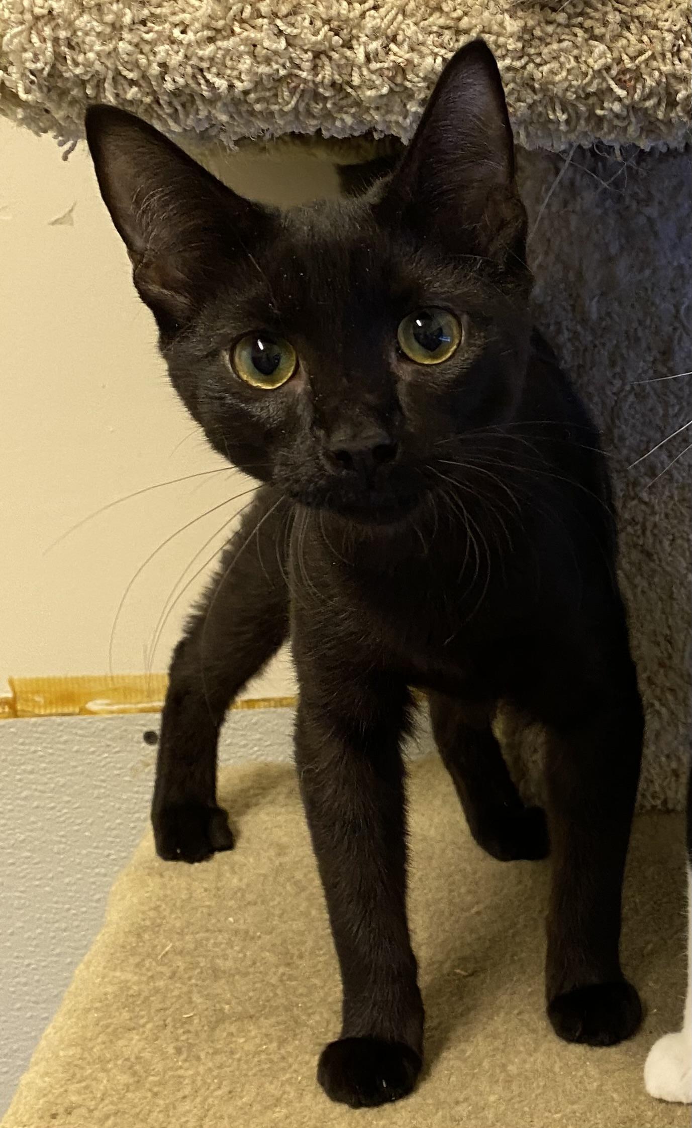 Lowell, Adoptable, Kitten Male Domestic Short Hair.