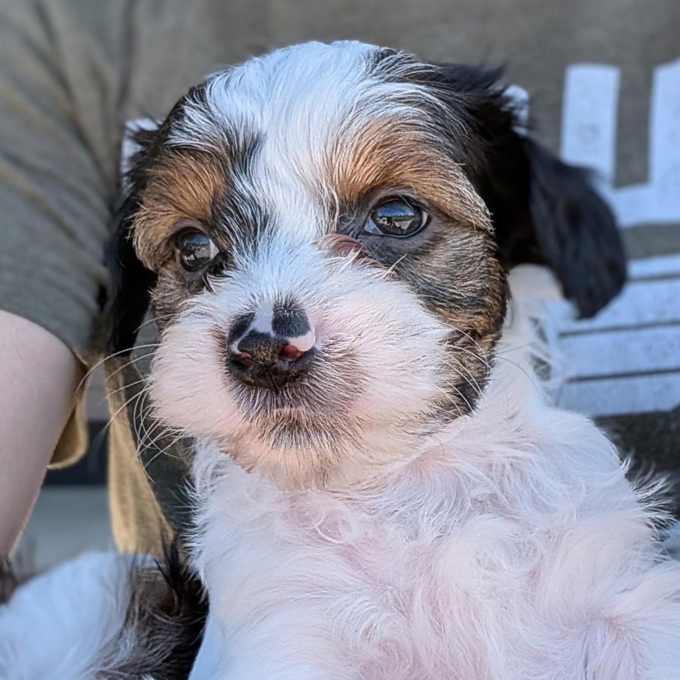 Ace, ADOPTABLE, Puppy Male Maltese & Miniature Schnauzer.