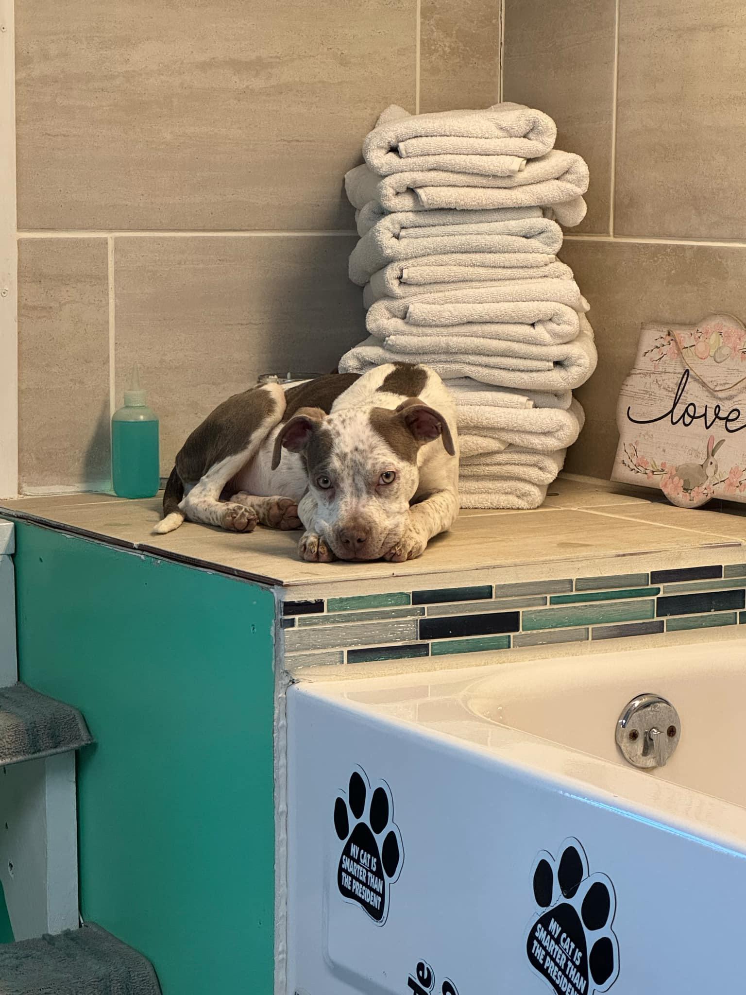 Lucy, Adopted, Adult Female Pit Bull Terrier.