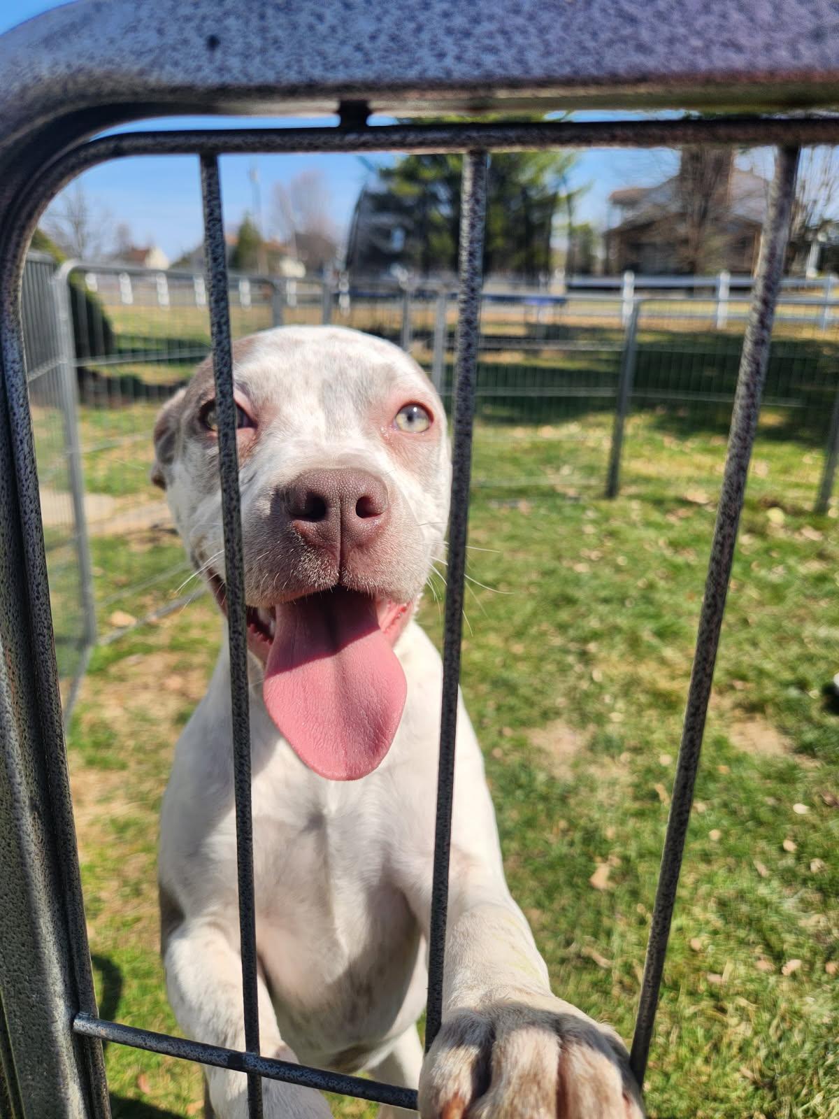 Enlarge Lucy, a Adopted mixed breed in Stahlstown, PA image 2/5