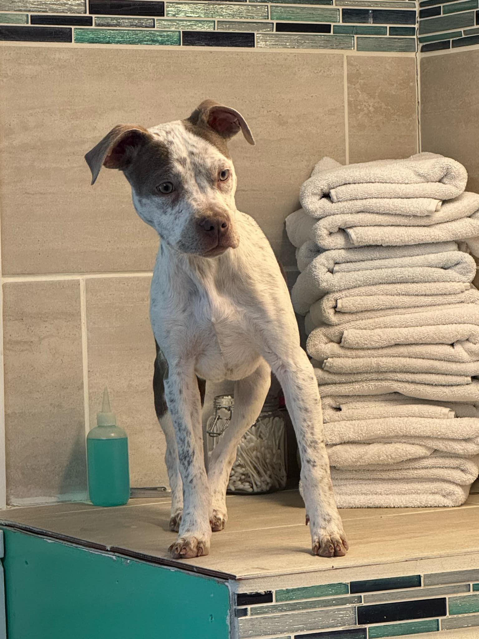 Enlarge Lucy, a Adopted mixed breed in Stahlstown, PA image 3/5