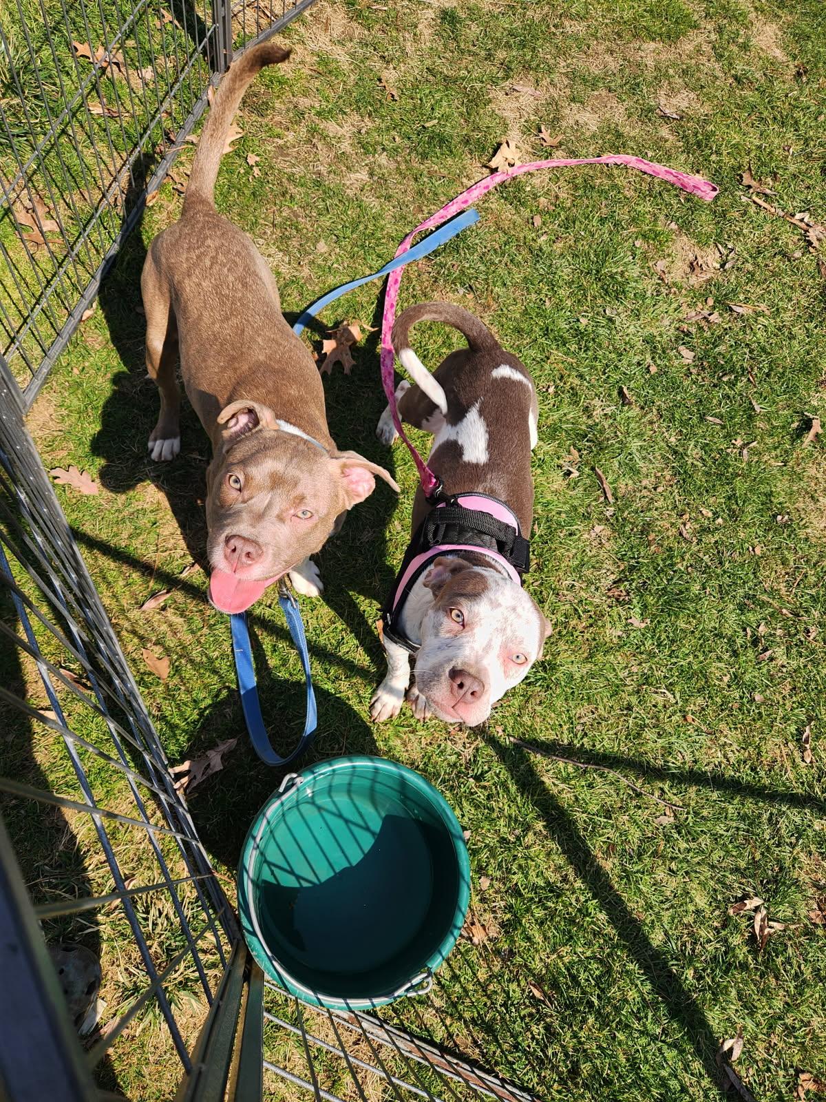 Enlarge Lucy, a Adopted mixed breed in Stahlstown, PA image 4/5