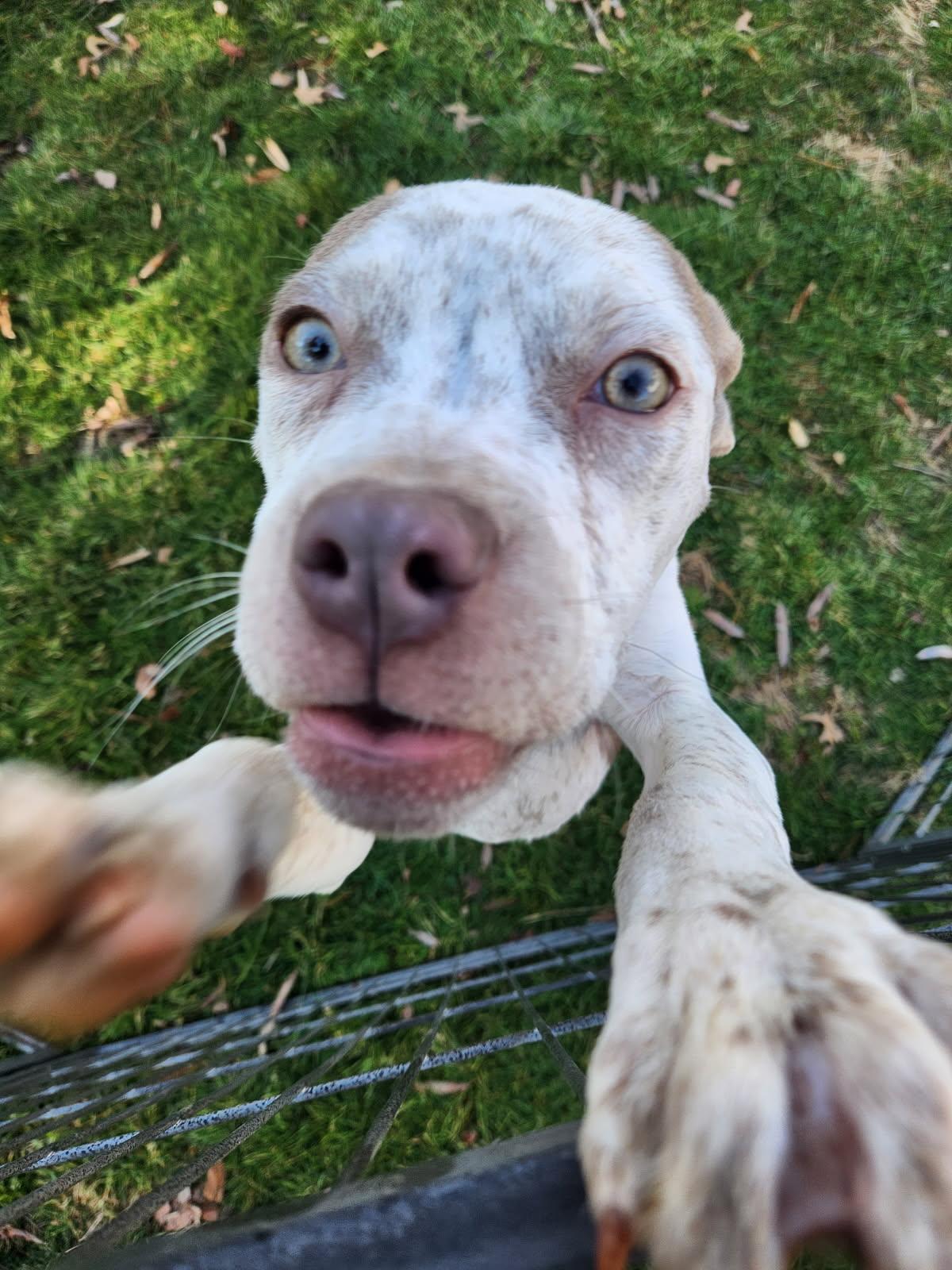 Enlarge Lucy, a Adopted mixed breed in Stahlstown, PA image 5/5