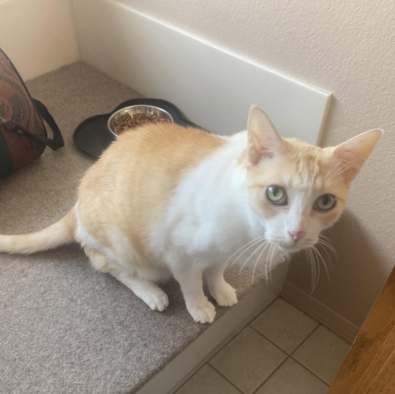 A Senior Companion, Adoptable, Senior Male Tabby.