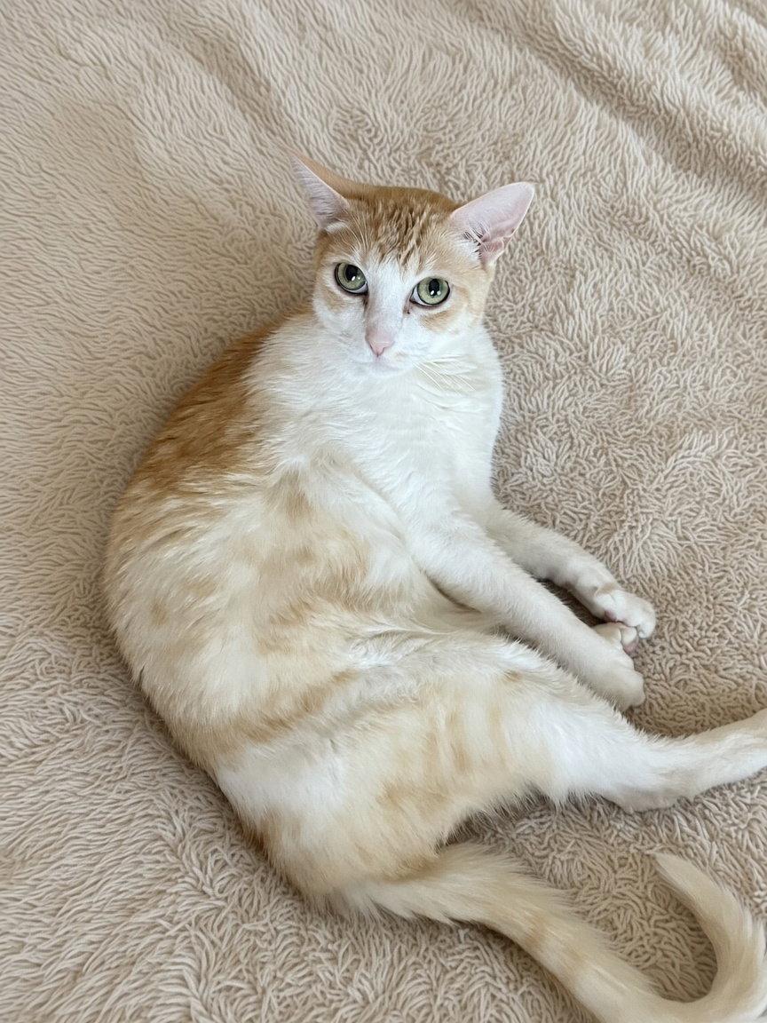 Enlarge A Senior Companion, a Adoptable Tabby in Buena Park, CA image 2/2