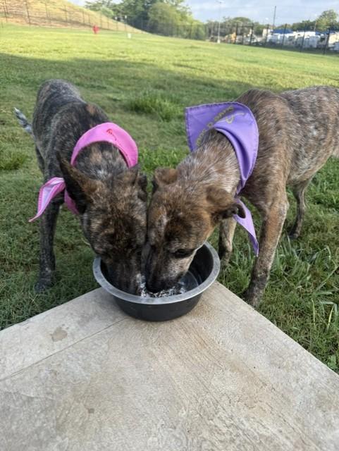 Enlarge Staci, a Adoptable mixed breed in Windcrest, TX image 3/6