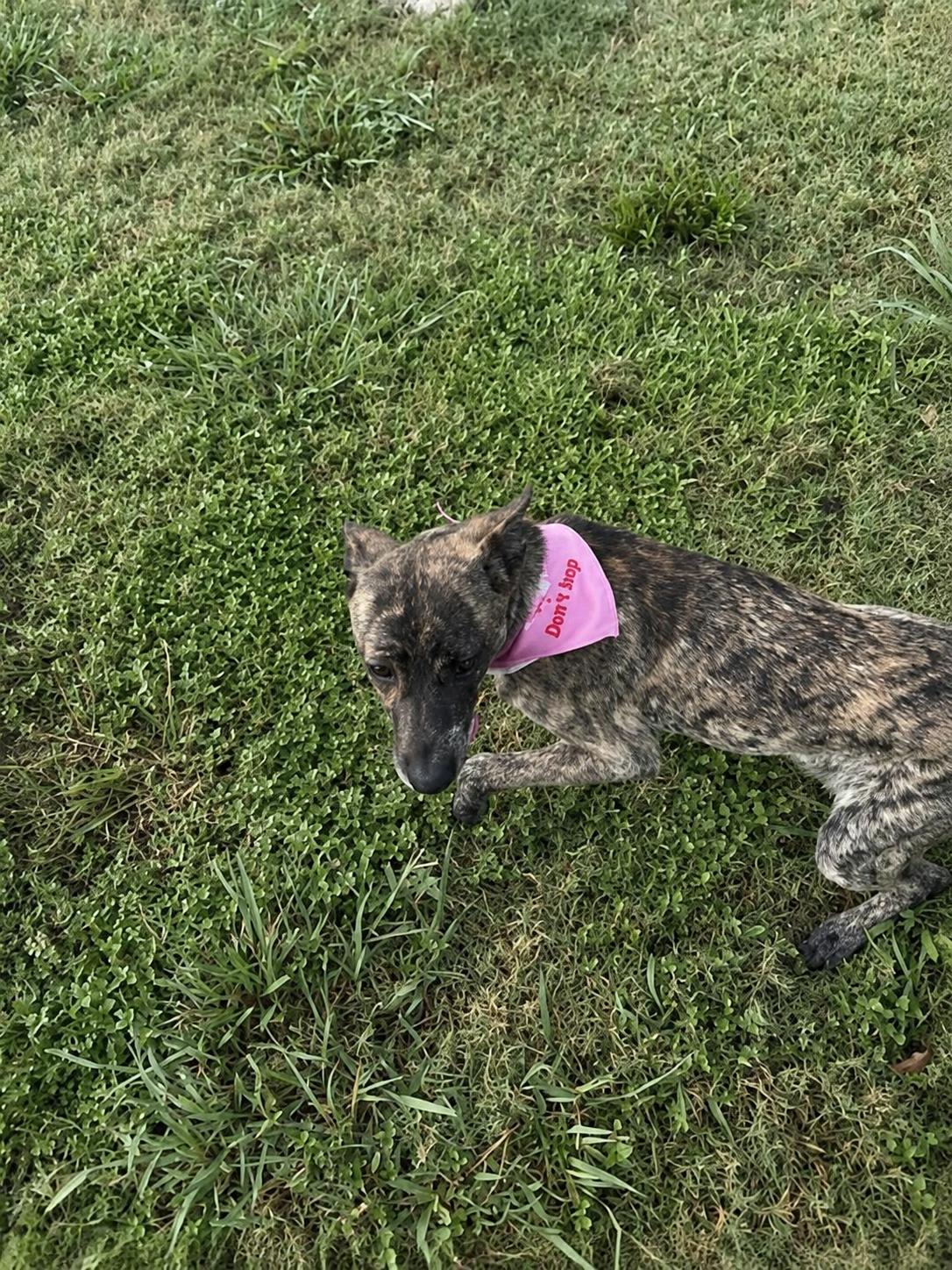 Enlarge Staci, a Adoptable mixed breed in Windcrest, TX image 6/6