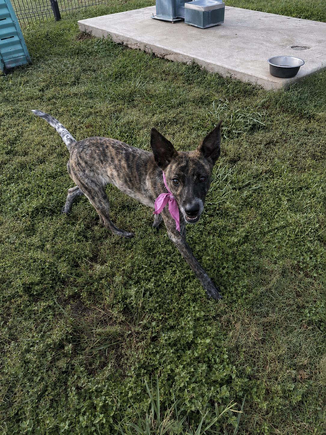 Enlarge Staci, a Adoptable mixed breed in Windcrest, TX image 5/6