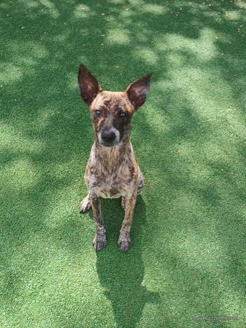 Enlarge Staci, a Adoptable mixed breed in Windcrest, TX image 2/6