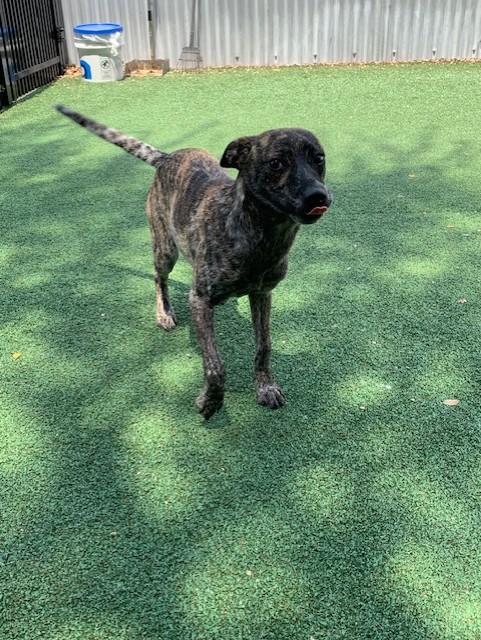 Enlarge Staci, a Adoptable mixed breed in Windcrest, TX image 4/6