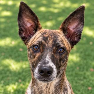 Enlarge Staci, a Adoptable mixed breed in Windcrest, TX image 1/6
