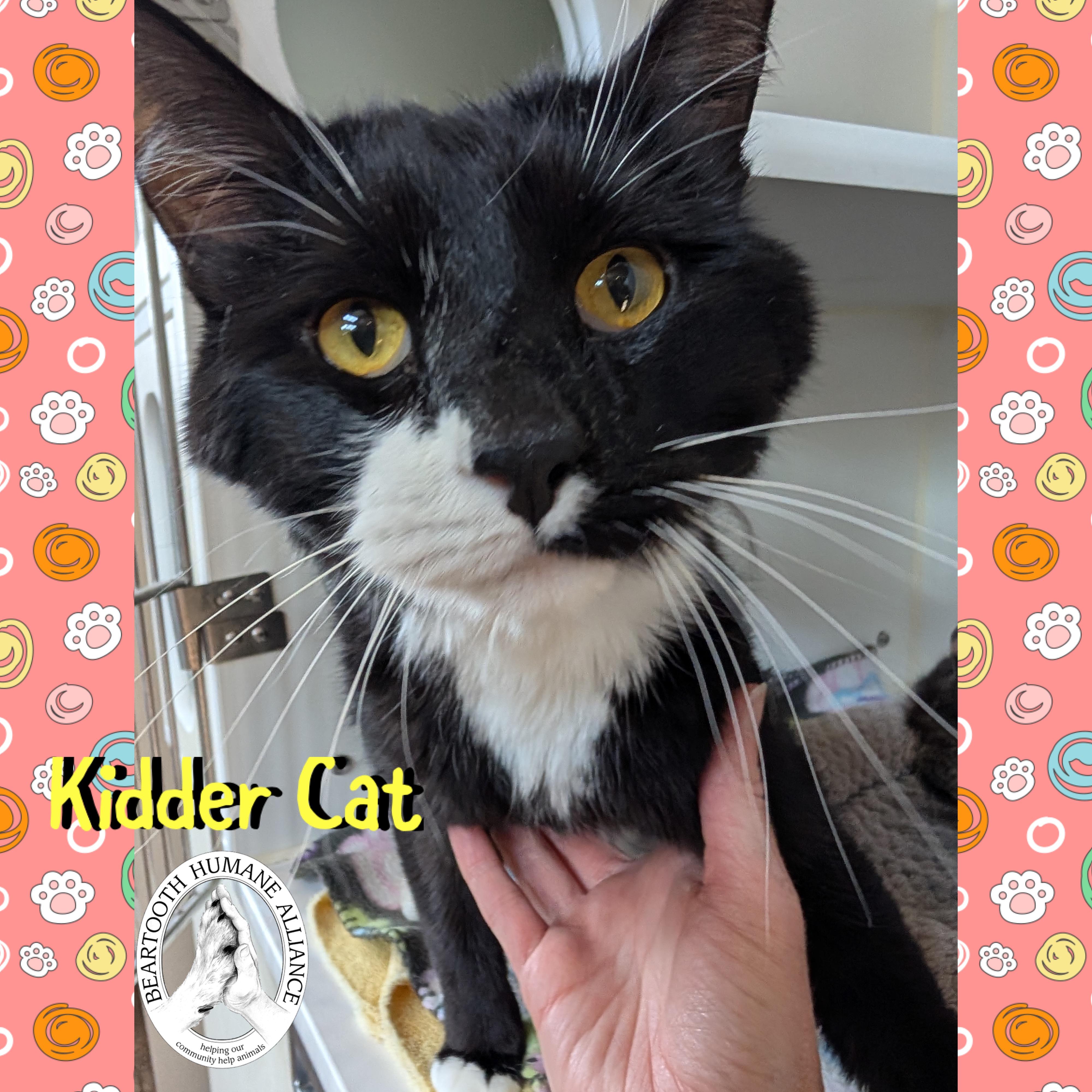 Kidder Cat