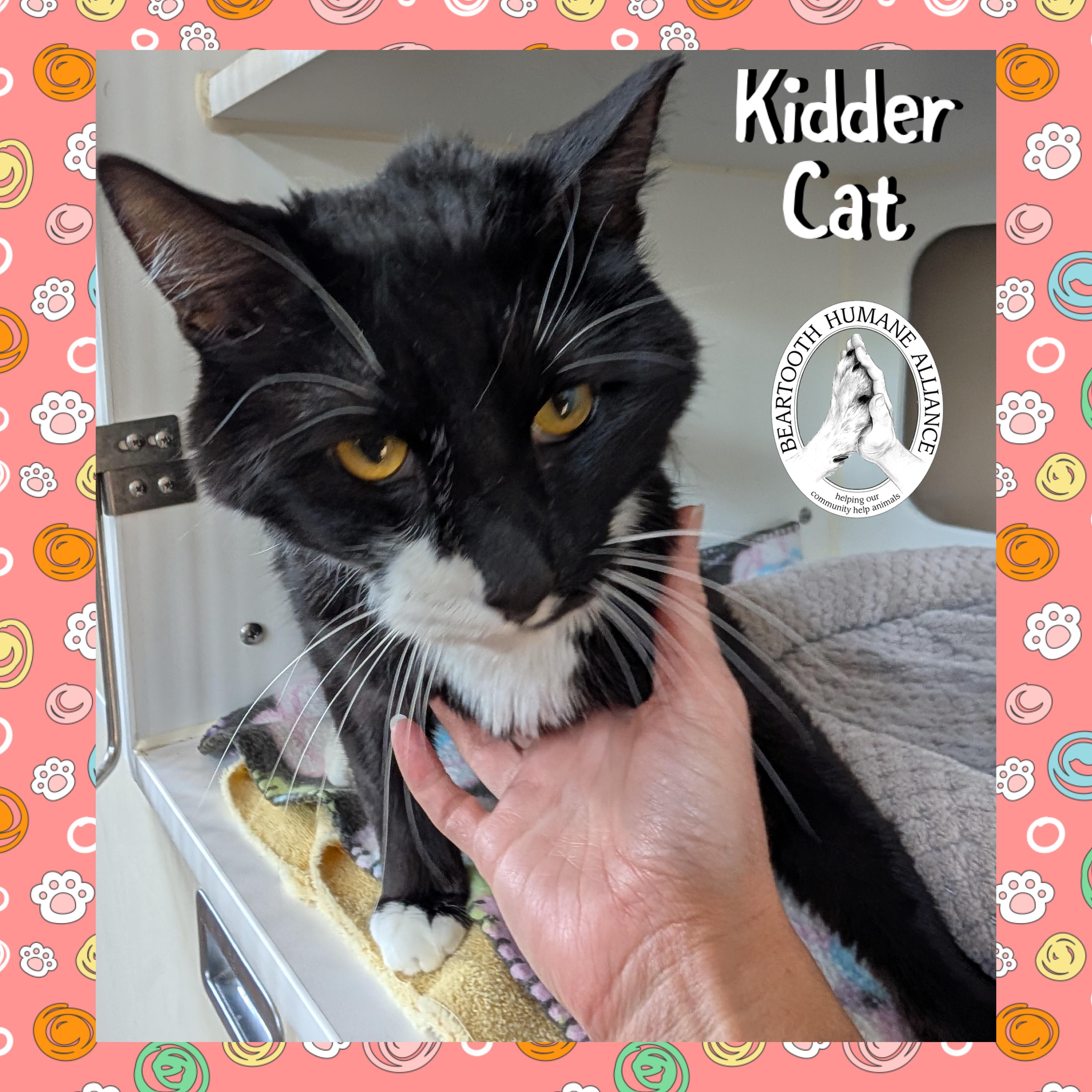 Kidder Cat, an adoptable Domestic Medium Hair in Red Lodge, MT, 59068 | Photo Image 2