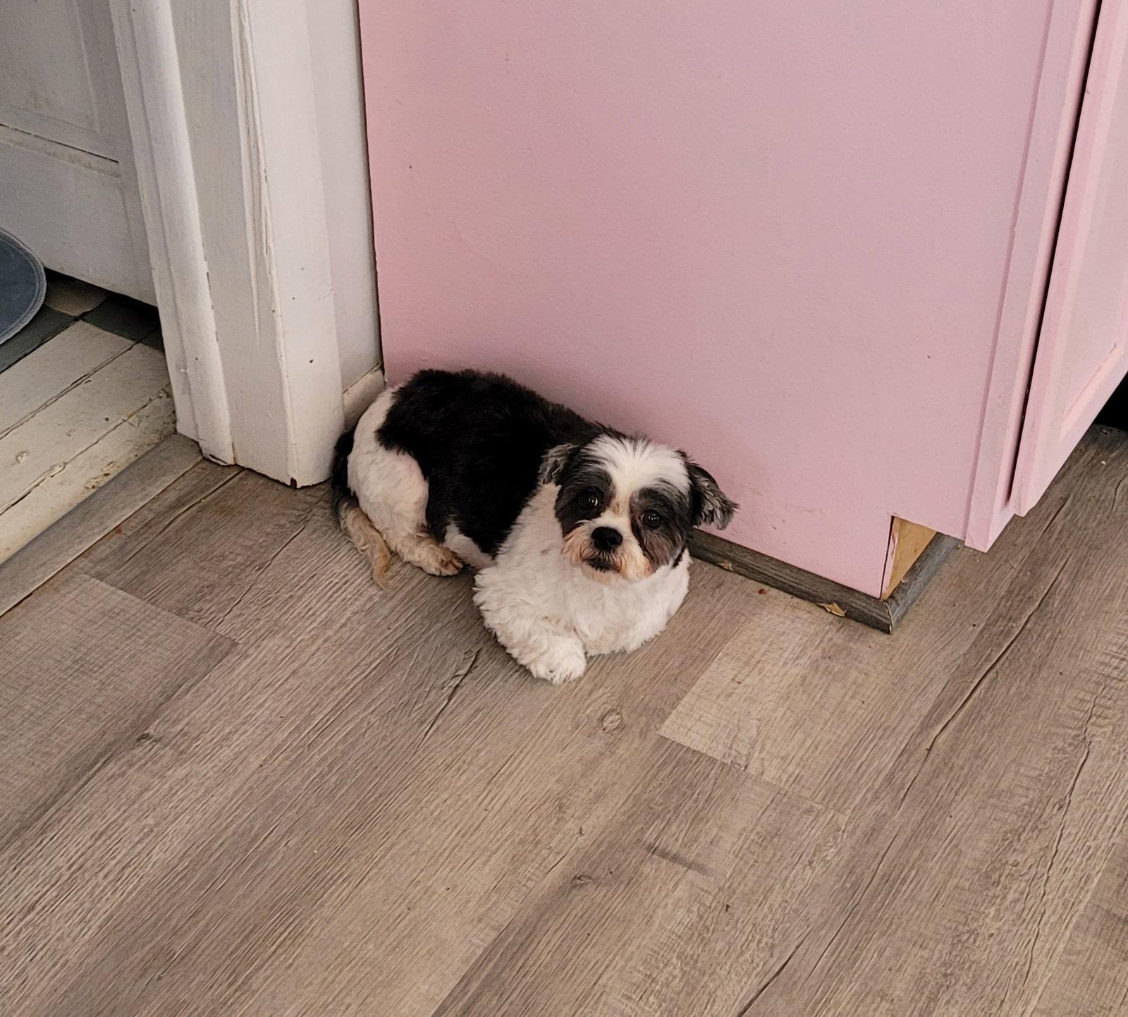 Ziva-ARR, Adoptable, Adult Female Shih Tzu.