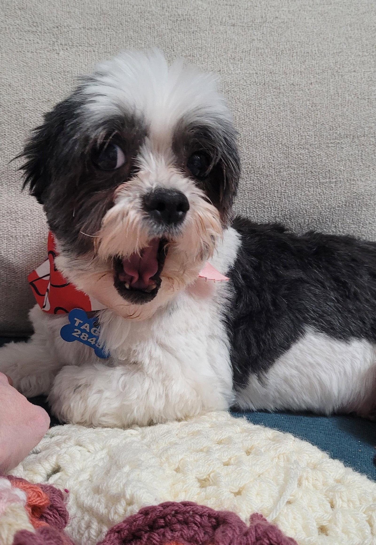 Enlarge Ziva-ARR, a Adoptable Shih Tzu in Pataskala, OH image 2/3