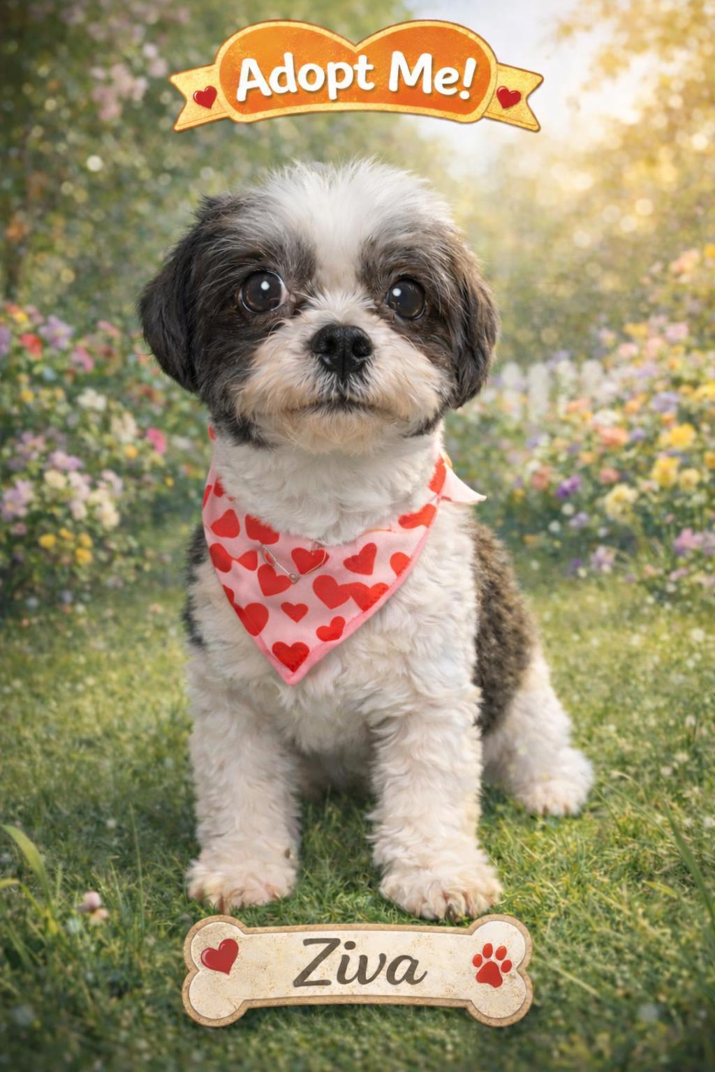 Enlarge Ziva-ARR, a Adoptable Shih Tzu in Pataskala, OH image 3/3