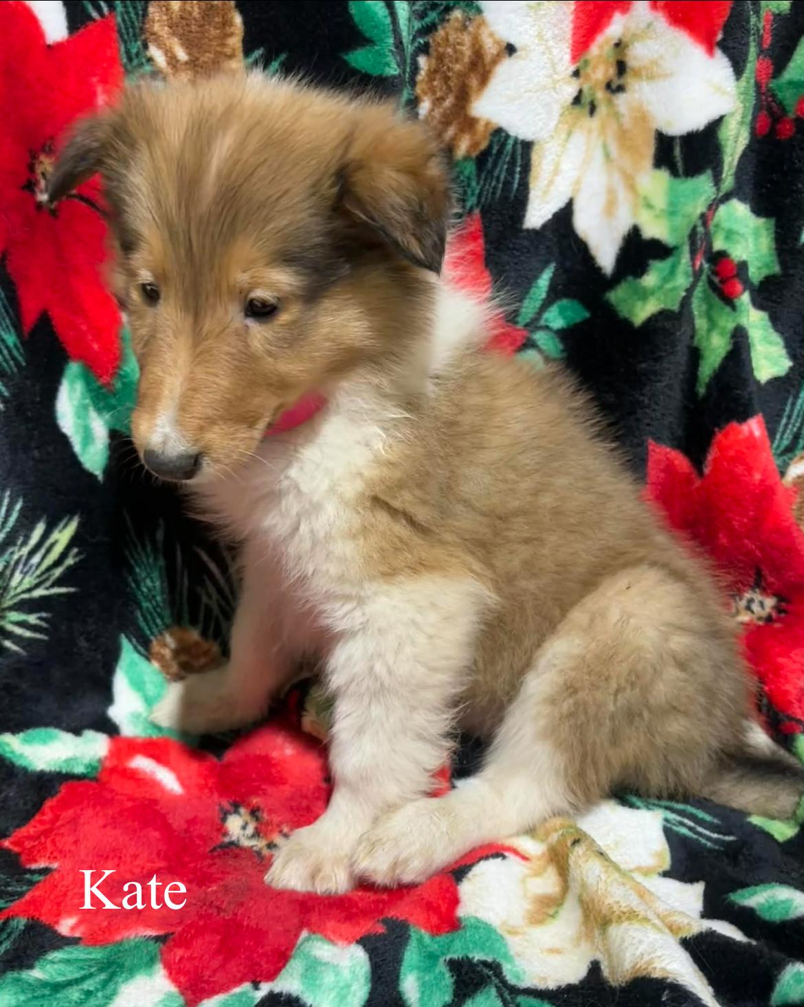 Kate!!, a ADOPTABLE Rough Collie in Celina, OH image 1/3