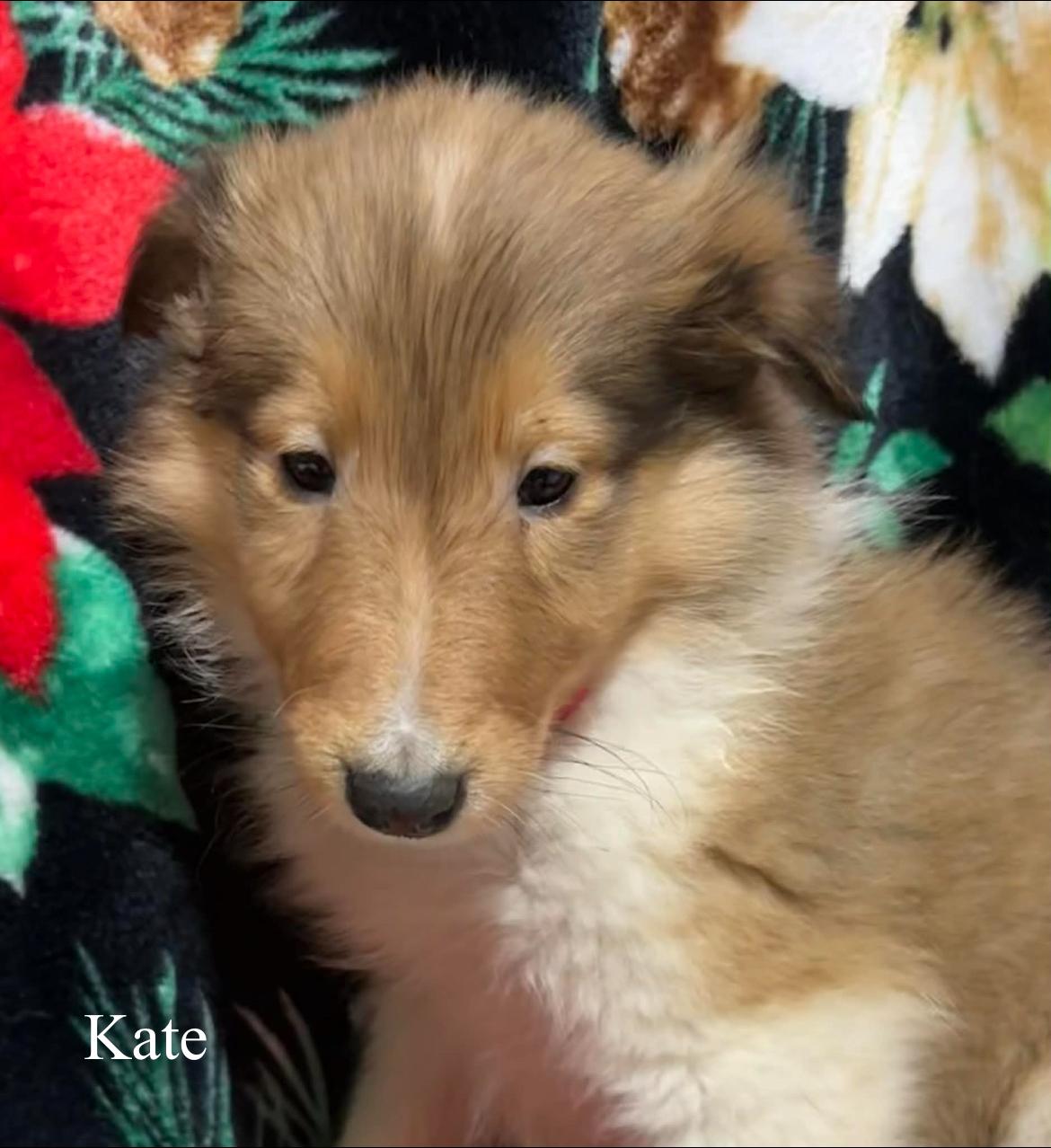 Kate!!, a ADOPTABLE Rough Collie in Celina, OH image 2/3