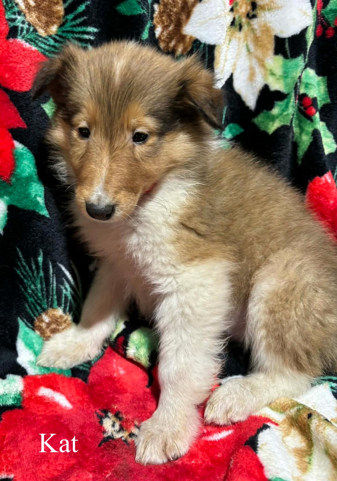 Kate!!, a ADOPTABLE Rough Collie in Celina, OH image 3/3
