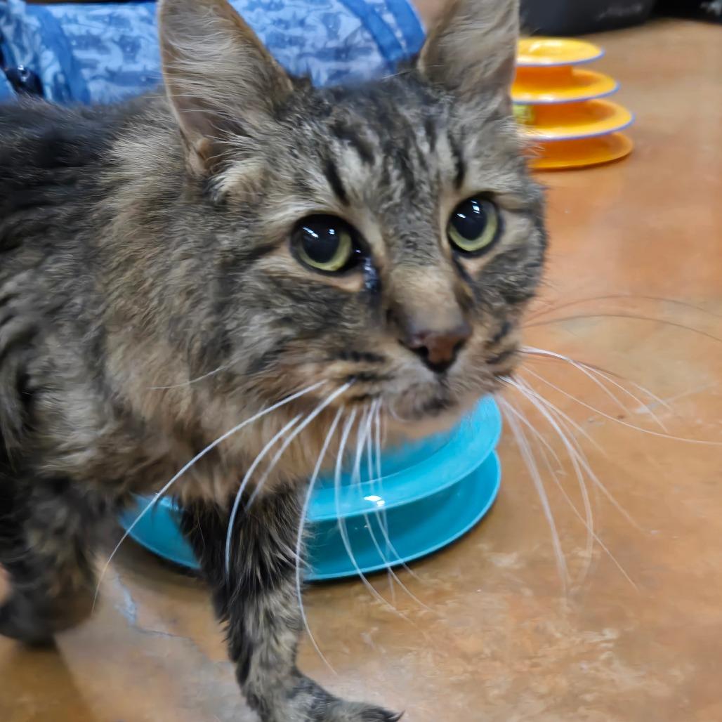 Ziggy, Adoptable, Senior Male Maine Coon & Domestic Long Hair.