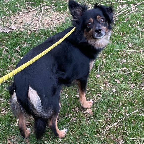 Athena, ADOPTABLE, Adult Female Australian Shepherd.