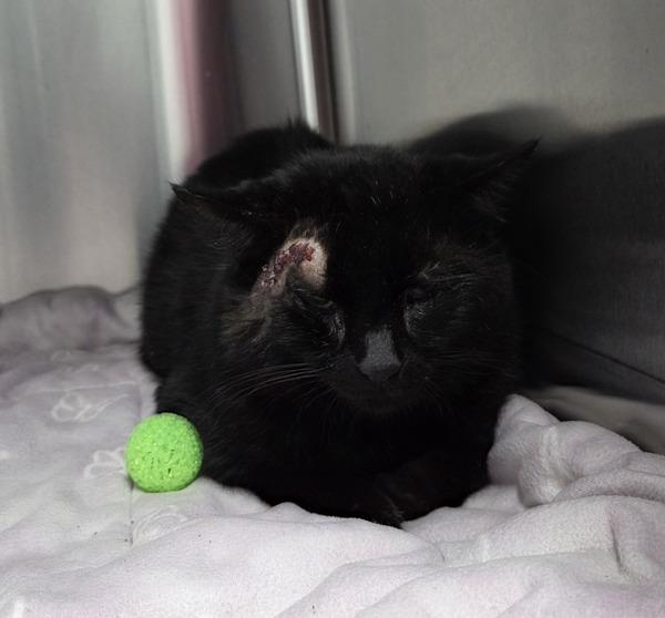 Henry, Adoptable, Adult Male Domestic Medium Hair.