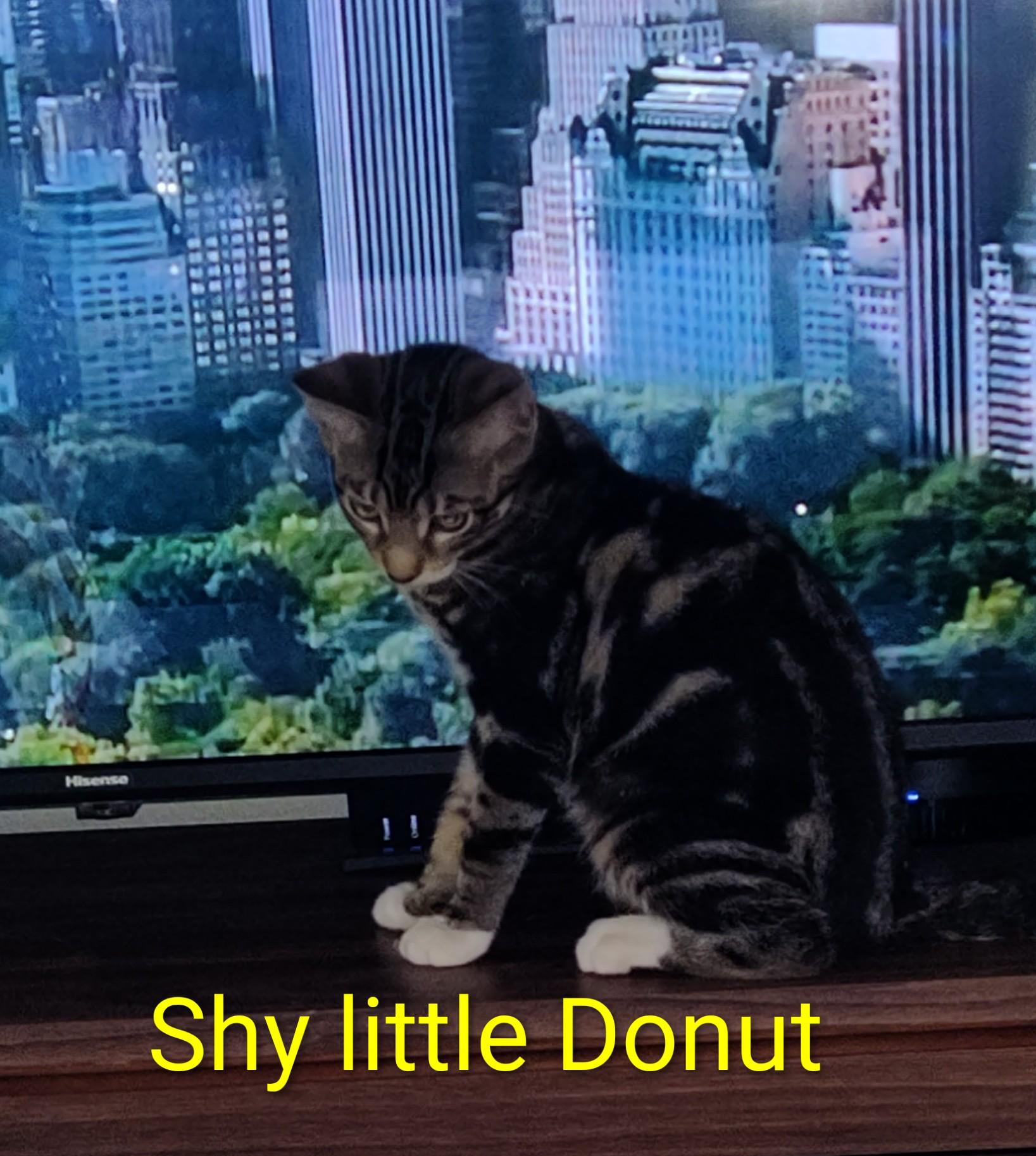Enlarge Donut (In Foster), a Adoptable Domestic Short Hair in Watertown, WI image 4/4